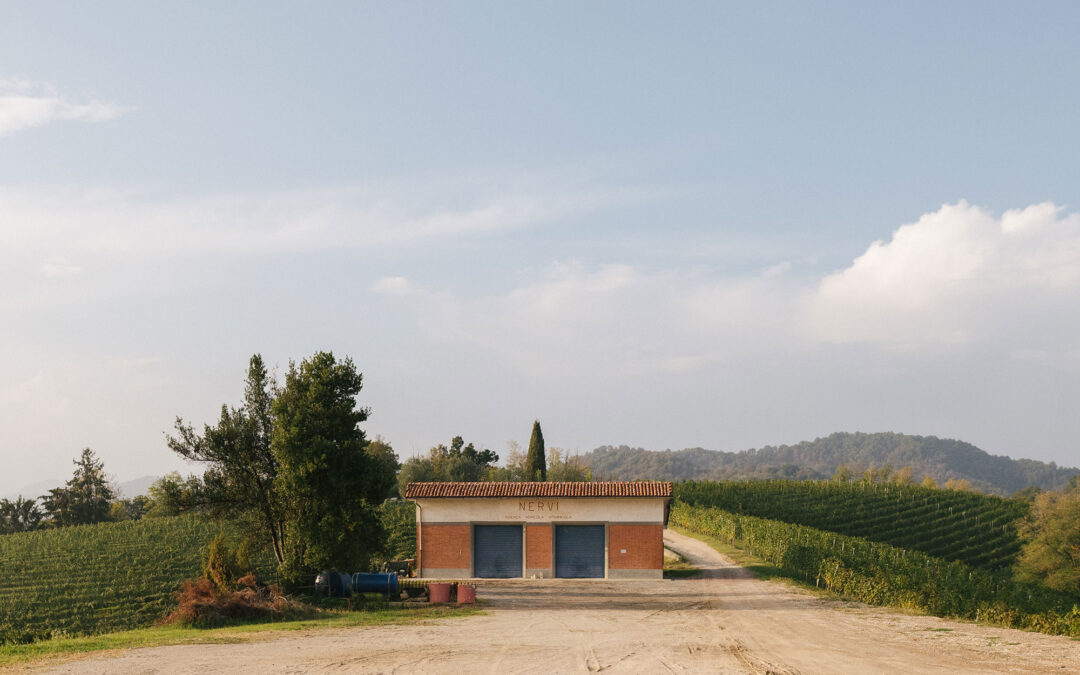 VINEYARD STORAGE MOLSINO